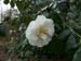 first_pics 008